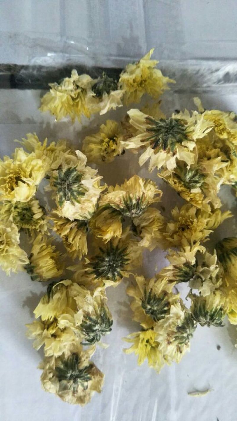 杭白菊北京菊朵花，娃娃菊