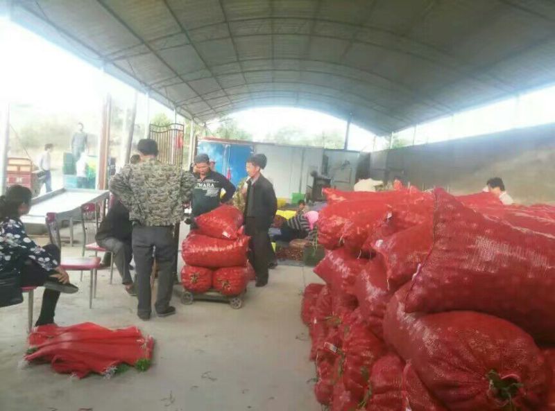 鲜枣个大味甜景泰鲜枣应季水果嫁接特大