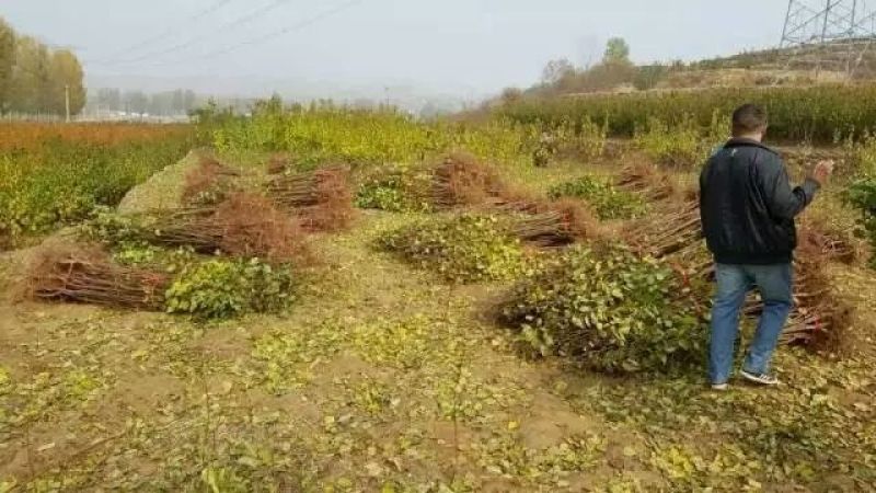 珍珠油杏树苗80cm以上