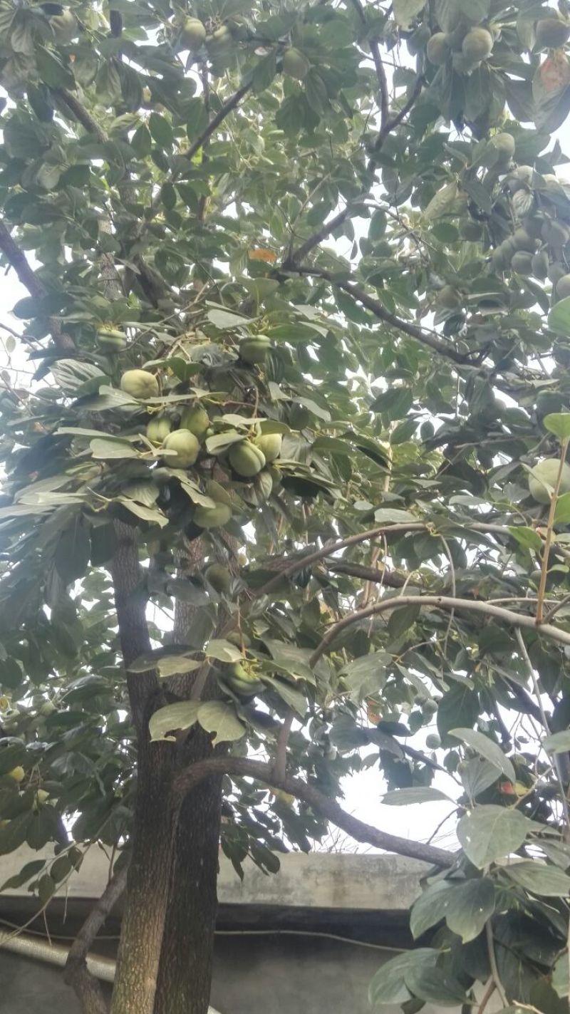 新东阳甜柿子树苗100~150cm