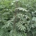 花椒苗一年大红袍花椒苗狮子花椒苗自产自销保湿邮寄