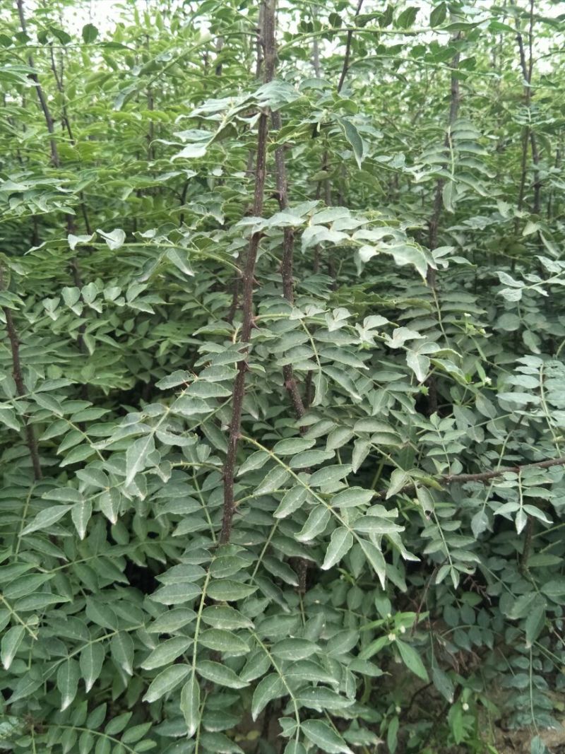 花椒苗一年大红袍花椒苗狮子花椒苗自产自销保湿邮寄