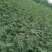 花椒苗一年大红袍花椒苗狮子花椒苗自产自销保湿邮寄