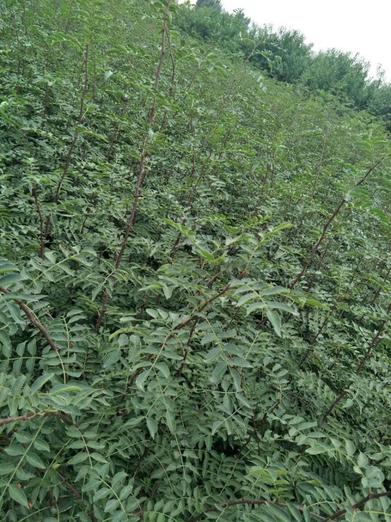 花椒苗一年大红袍花椒苗狮子花椒苗自产自销保湿邮寄