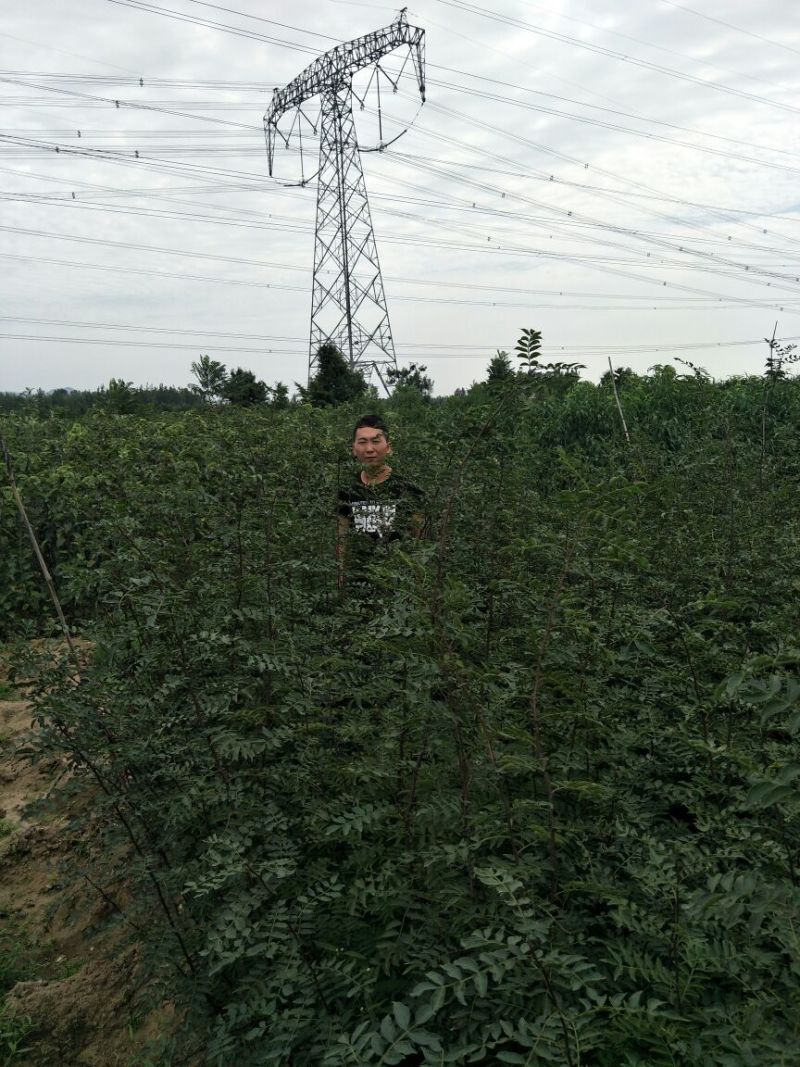 花椒苗一年大红袍花椒苗狮子花椒苗自产自销保湿邮寄
