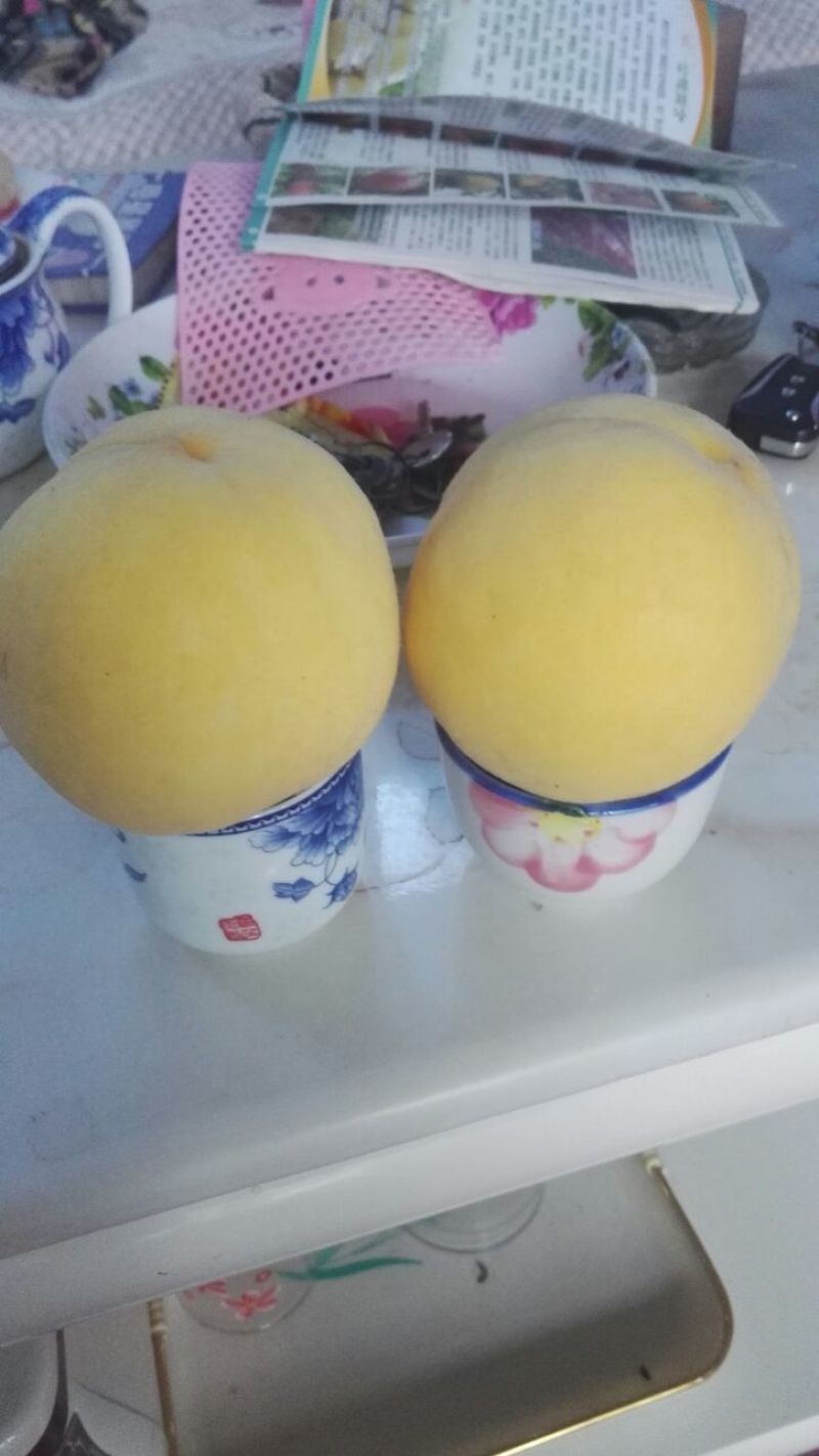 黄金蜜桃树苗80cm以上，黄桃苗黄金蜜一号，四号桃树苗