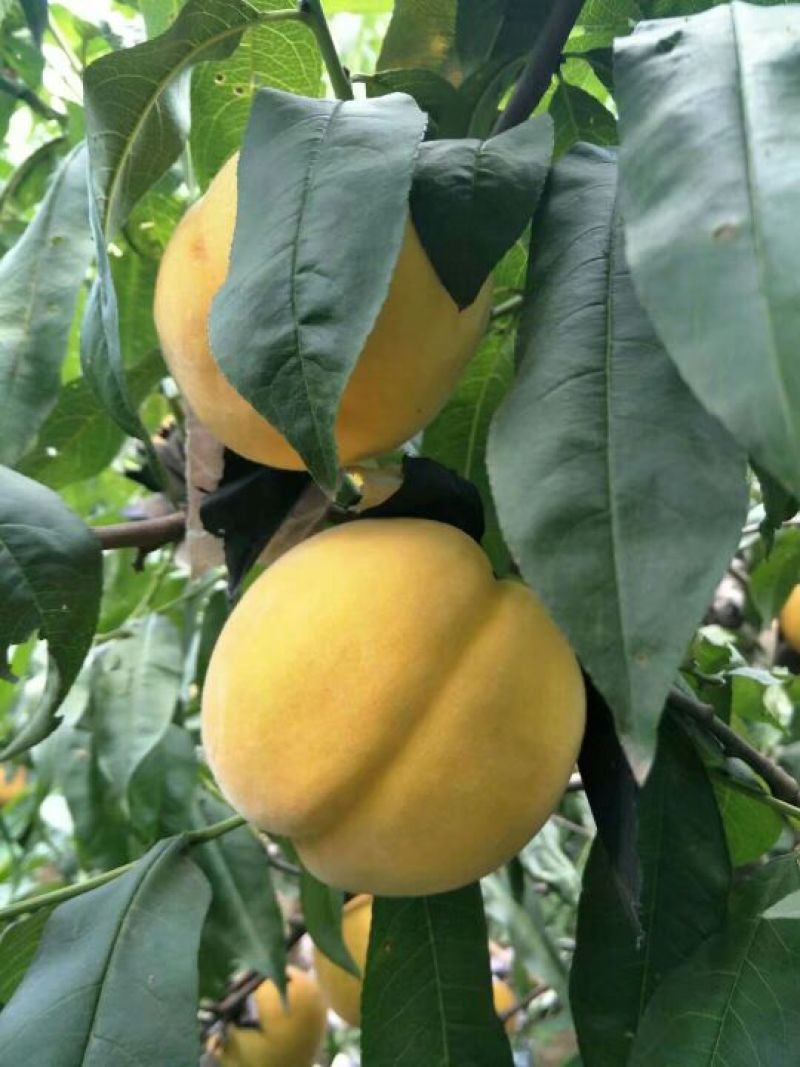 黄金蜜桃树苗80cm以上，黄桃苗黄金蜜一号，四号桃树苗