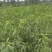 黄金蜜桃树苗80cm以上，黄桃苗黄金蜜一号，四号桃树苗