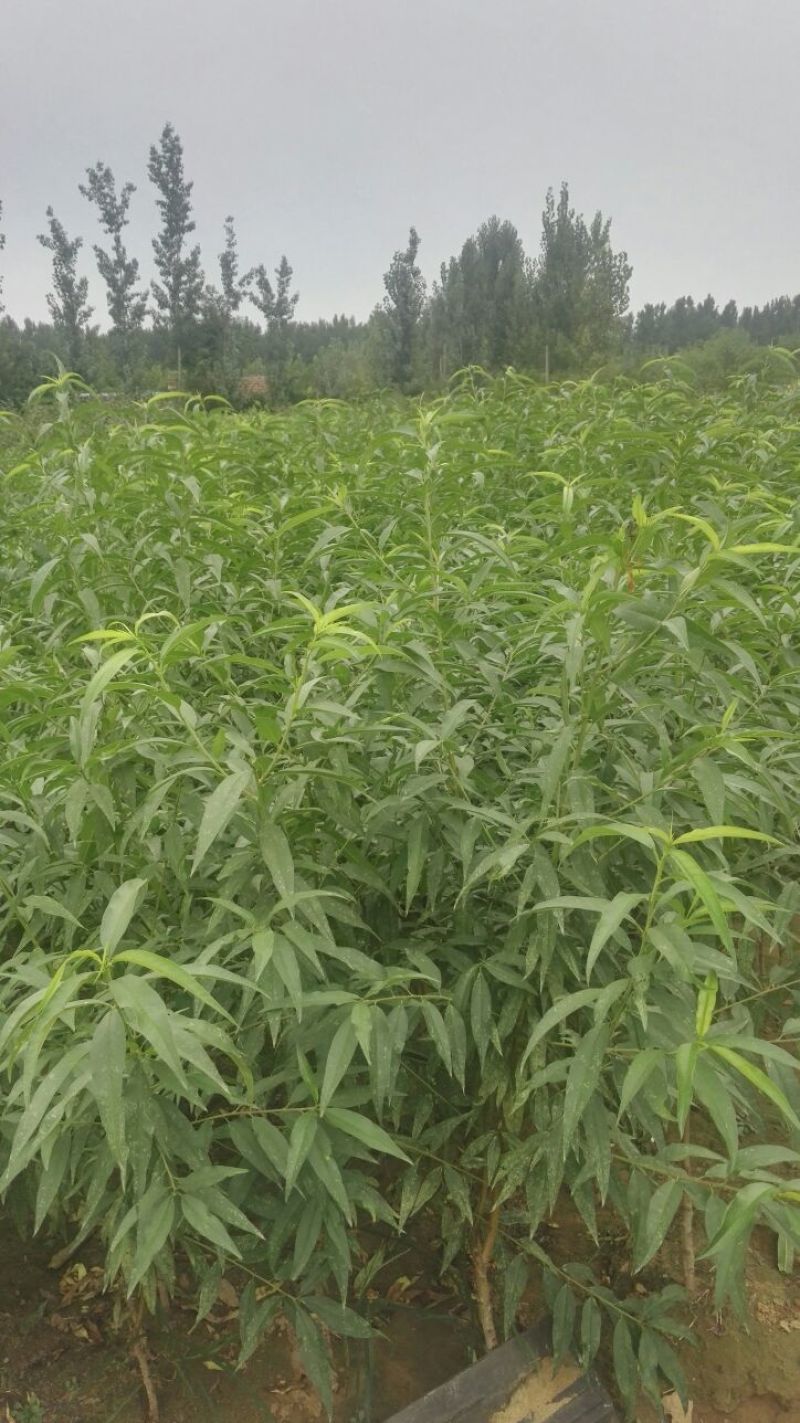 黄金蜜桃树苗80cm以上，黄桃苗黄金蜜一号，四号桃树苗