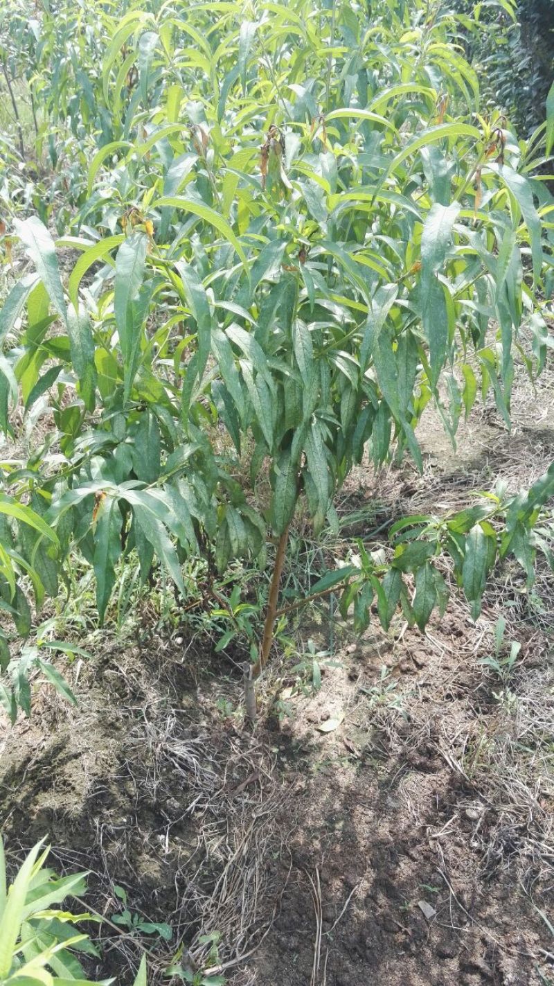 黄金蜜桃树苗80cm以上，黄桃苗黄金蜜一号，四号桃树苗