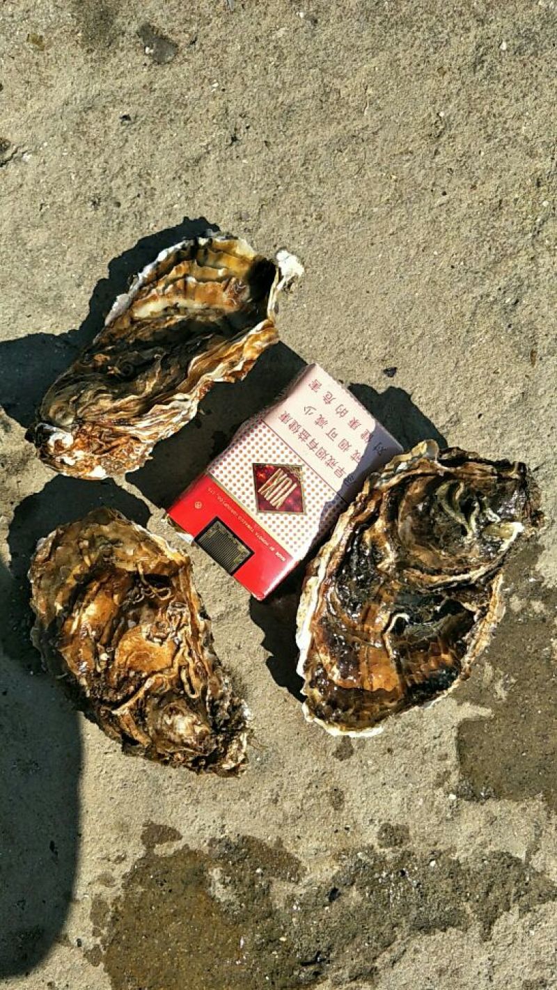 生蚝3只/斤