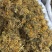 金银花湖南开花金银花。