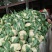 雪玉菜花、精品质量万亩青根松花菜！等着你来拉