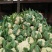 雪玉菜花、精品质量万亩青根松花菜！等着你来拉