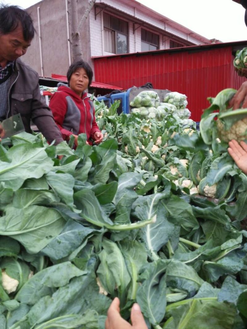 菜花、万亩生态园精品包装