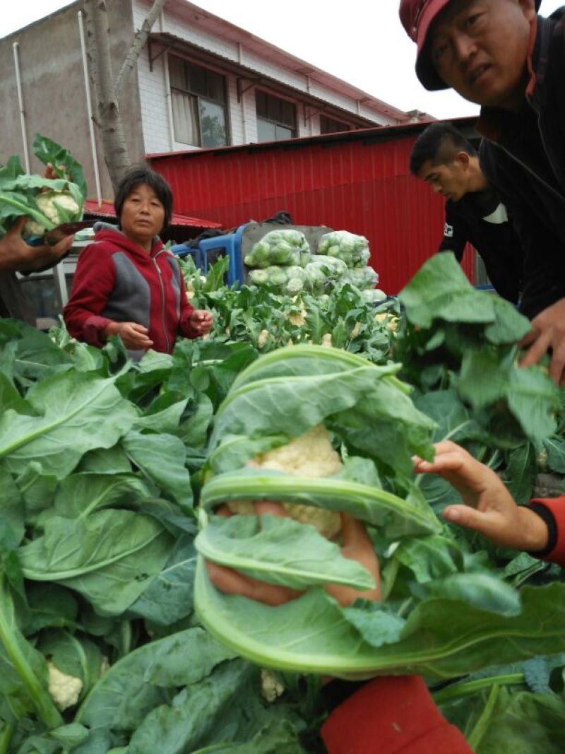 菜花、万亩生态园精品包装