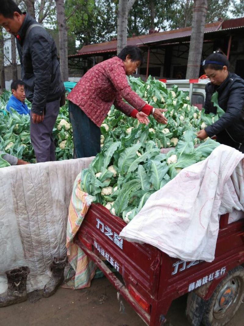菜花、万亩生态园精品包装