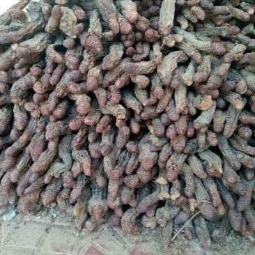锁阳干货，切片