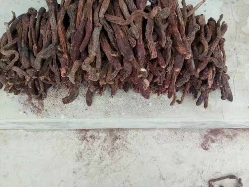 锁阳干货，切片