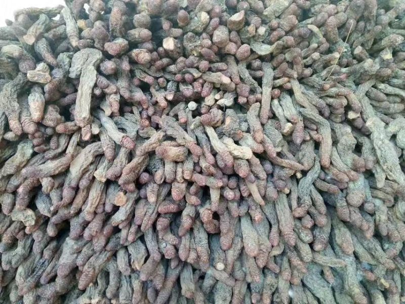 锁阳干货，切片