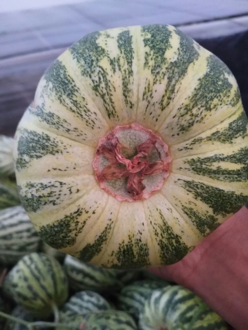花蕾甜瓜1斤以上精品