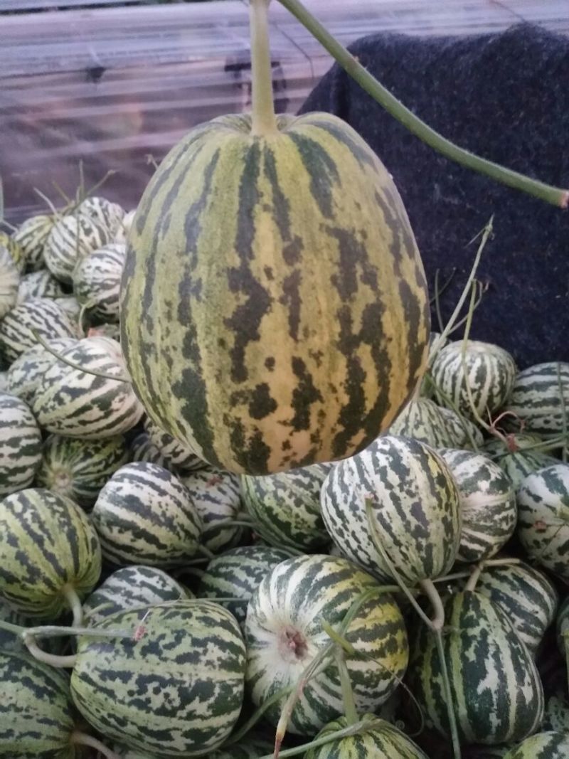 花蕾甜瓜1斤以上精品