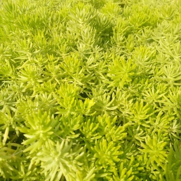 佛甲草金黄叶佛甲草屋顶绿化护坡绿植基地直销