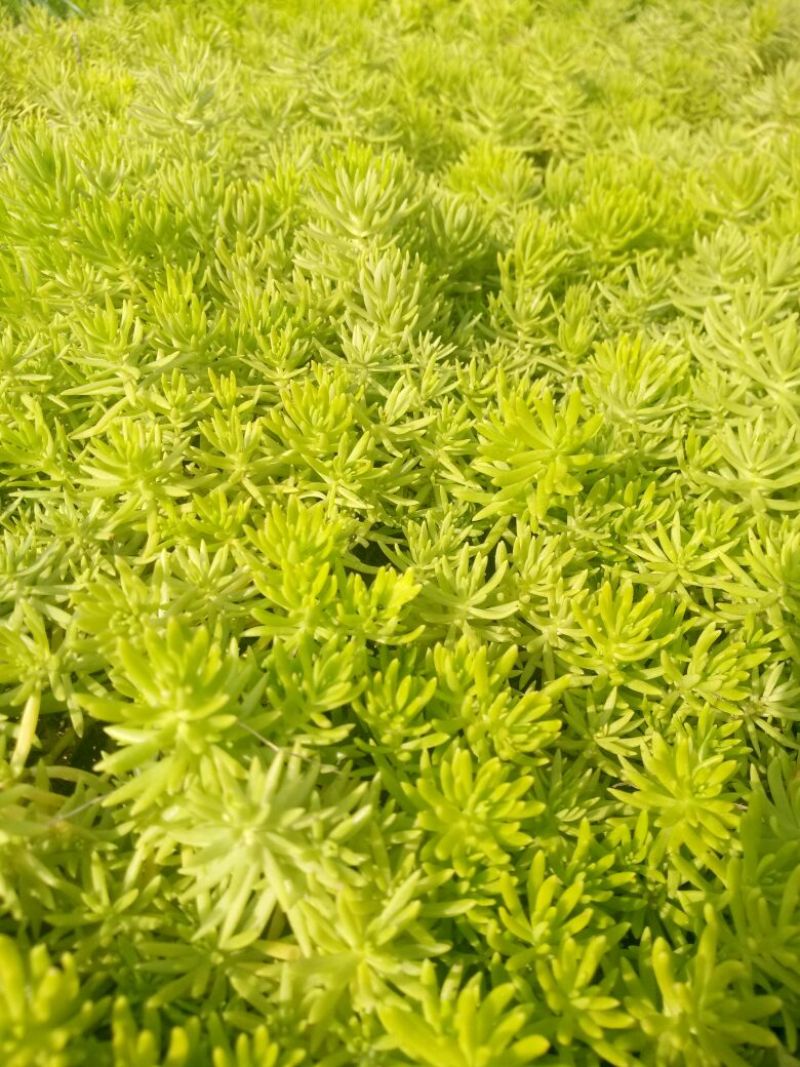 佛甲草金黄叶佛甲草屋顶绿化护坡绿植基地直销