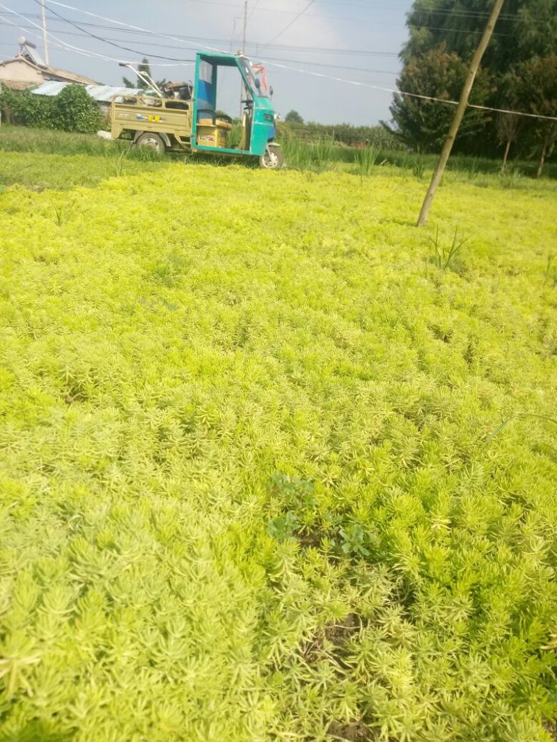 佛甲草金黄叶佛甲草屋顶绿化护坡绿植基地直销