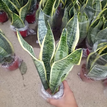虎皮兰一盆三株量大优惠