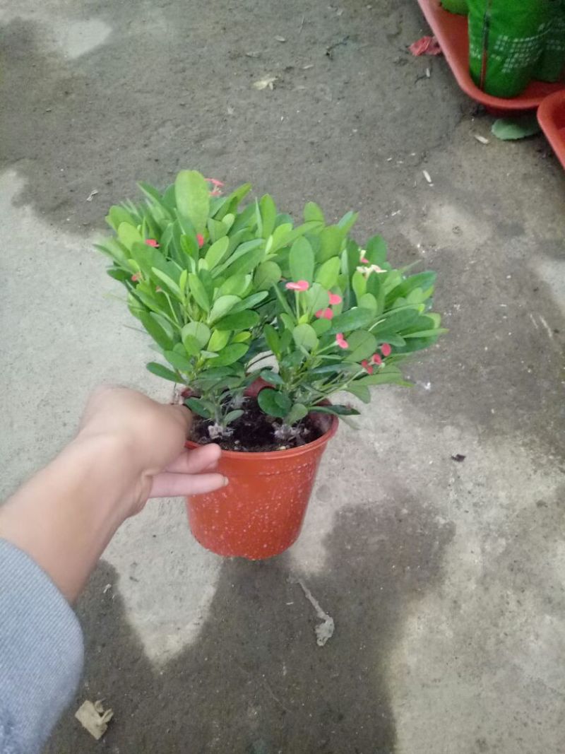 虎皮兰一盆三株量大优惠
