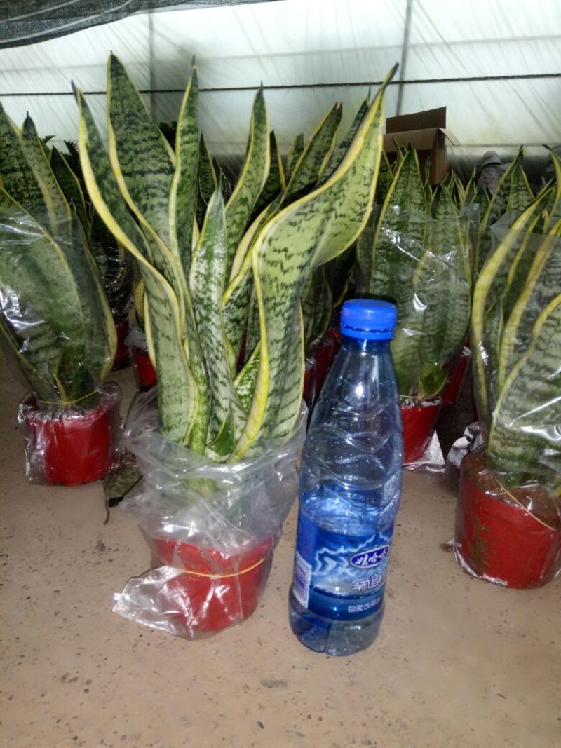 虎皮兰一盆三株量大优惠