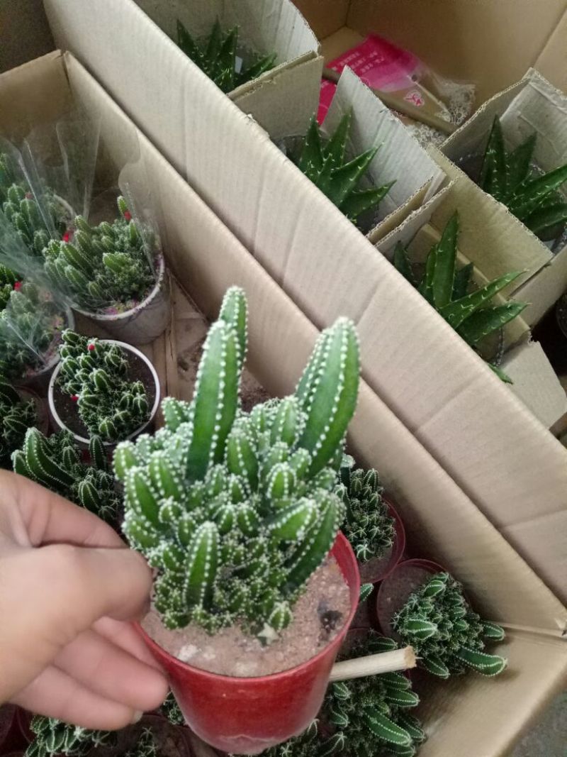 虎皮兰一盆三株量大优惠