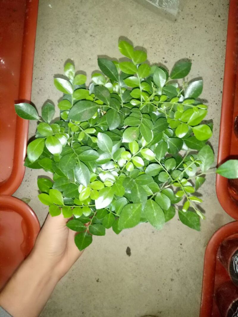 虎皮兰一盆三株量大优惠