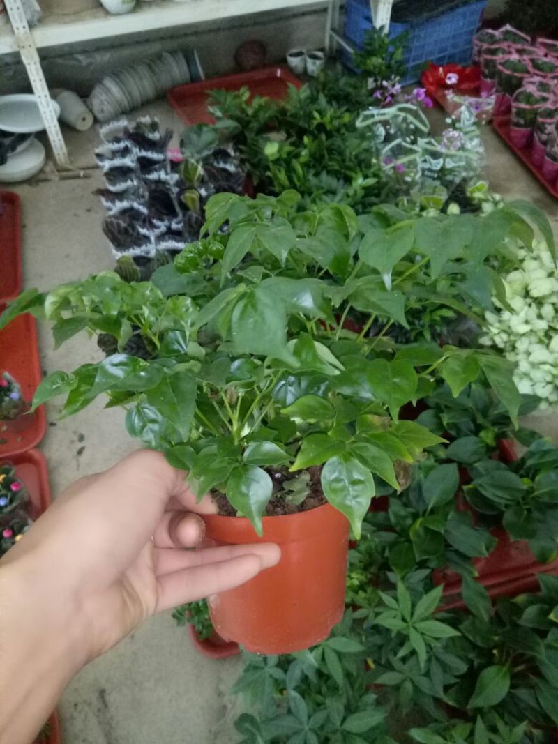 虎皮兰一盆三株量大优惠
