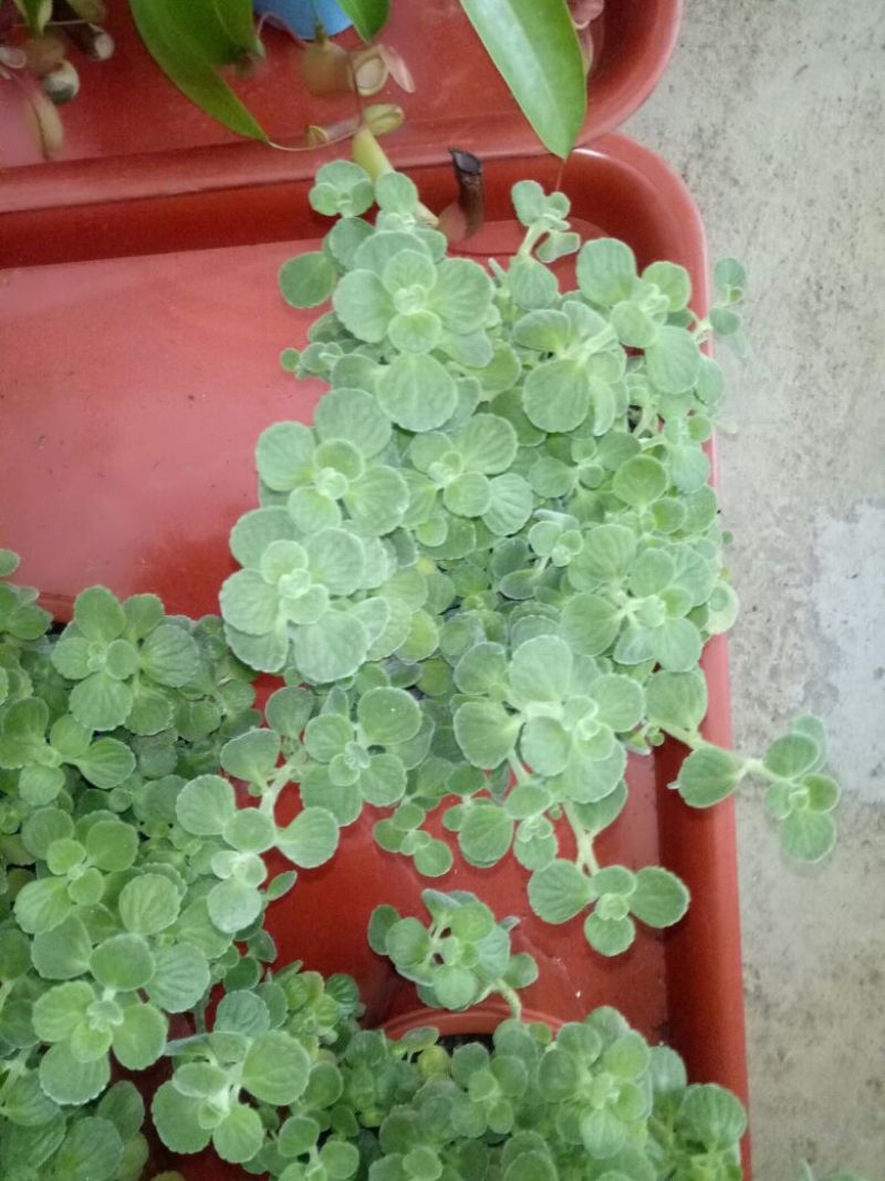 虎皮兰一盆三株量大优惠