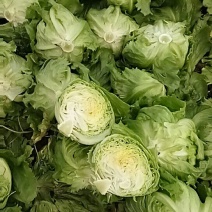 球生菜1斤以上