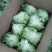 球生菜1斤以上