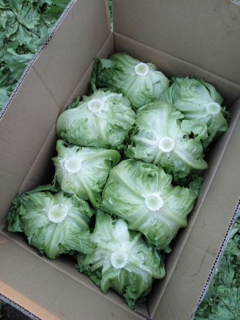 球生菜1斤以上
