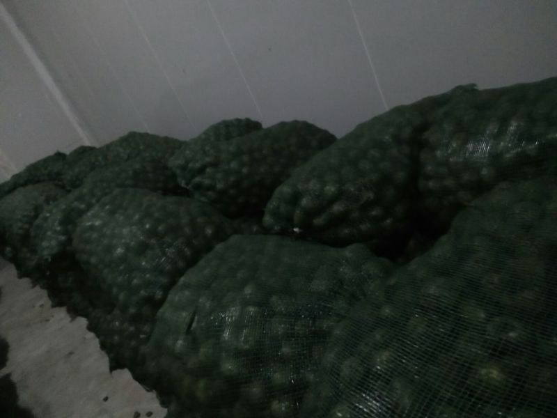 青皮核桃30mm以上青皮湿