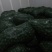 青皮核桃30mm以上青皮湿