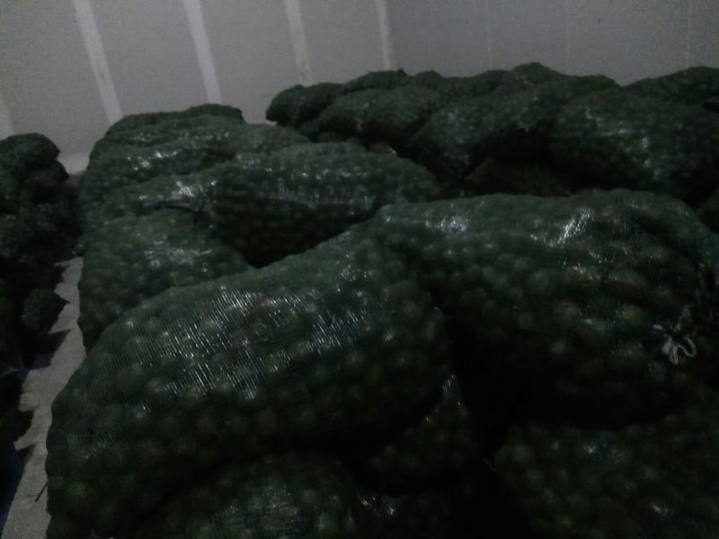 青皮核桃30mm以上青皮湿