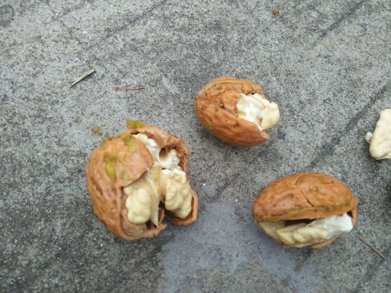 青皮核桃30mm以上青皮湿