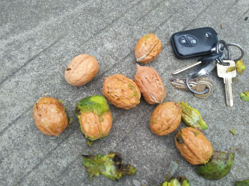青皮核桃30mm以上青皮湿