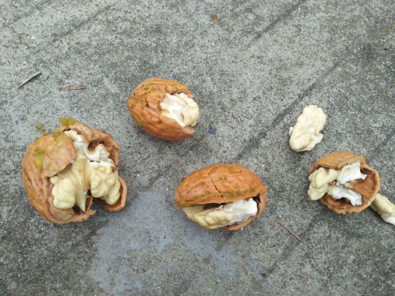 青皮核桃30mm以上青皮湿