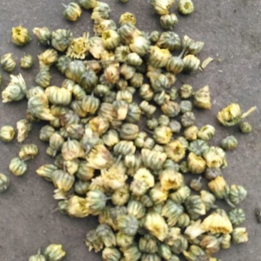 菊花茶一级