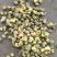 菊花茶一级