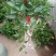 花架子铁
