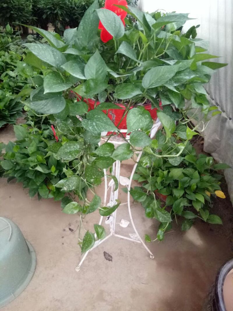 花架子铁