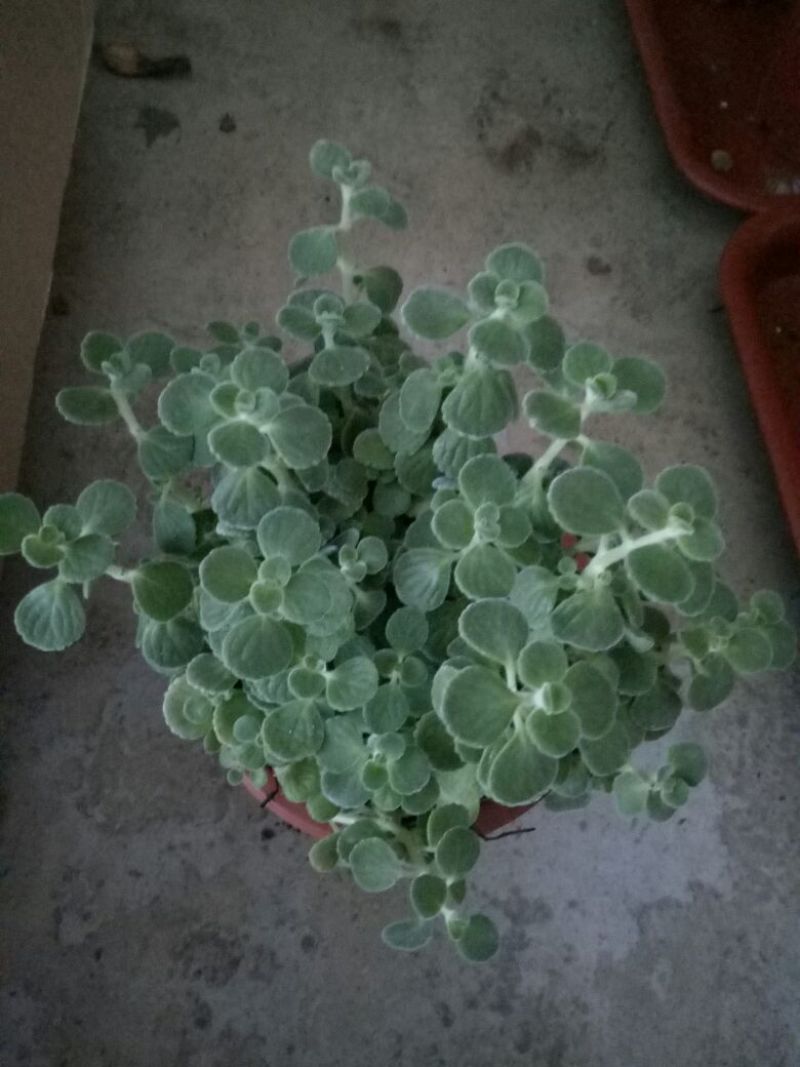 花架子铁